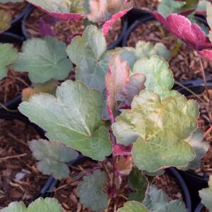 Heuchera 'Rachel' ---